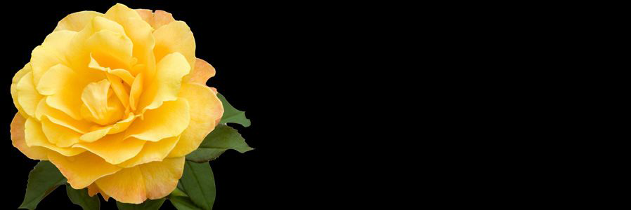 性転換、性別適合手術、性同一性障害でお悩みの方へ