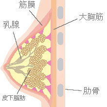 乳房の組織図
